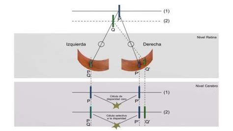 Qué es la Estereopsis o visión Estereoscópica Área Oftalmológica