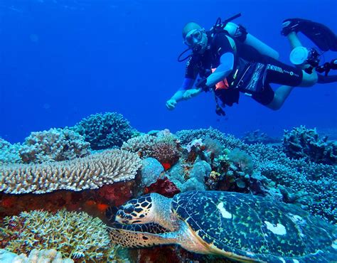 apo reef natural park dugong dive center