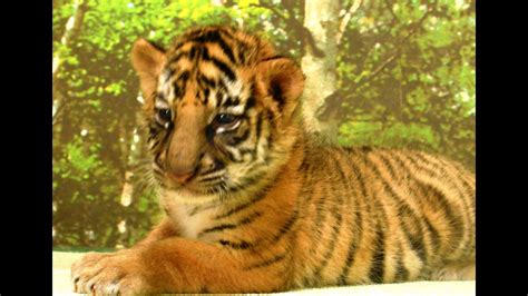 ベンガルトラの赤ちゃん 生後1、2、4ヶ月 Bengal Tiger Cubs At Kagawa Youtube