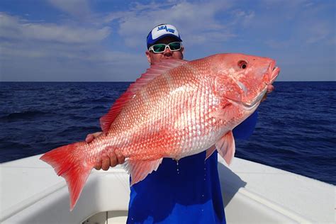 Snapper Vs Grouper A Beginners Guide