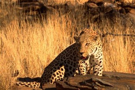 What Does an African Leopard Eat? | Animals - mom.me