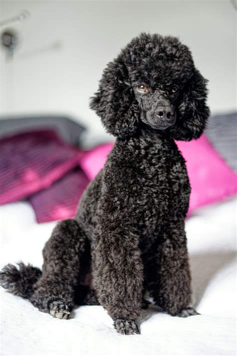 Poodle Colors: Learn All The Color Options (QUICK READ)