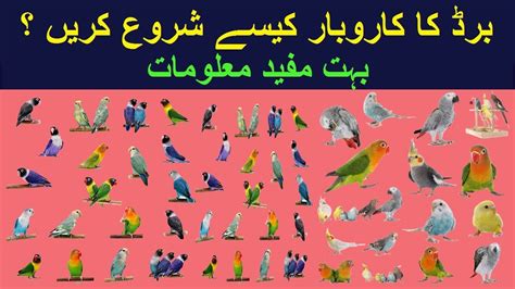 How To Start Birds Business How To Start Birds Business In Pakistan