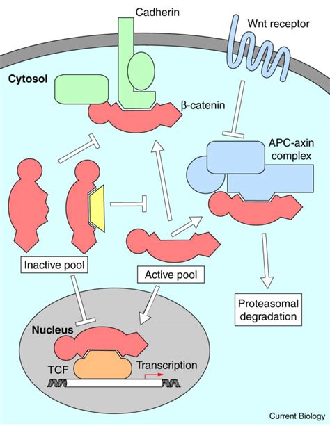 Adhesion Signaling How β Catenin Interacts With Its Partners Current