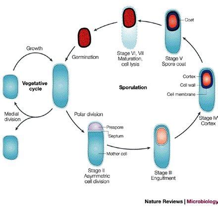 (PDF) Regulation of endospore formation in Bacillus subtilis