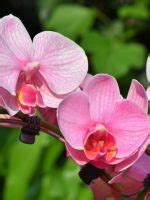 Flower Meaning and Symbolism of Orchids and Their Colors