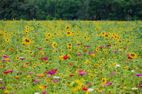 Sunflower Fields - Traveling Locally – The Illuminating Lens