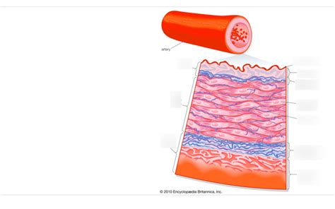 Histology Of Blood Vessels Diagram Quizlet