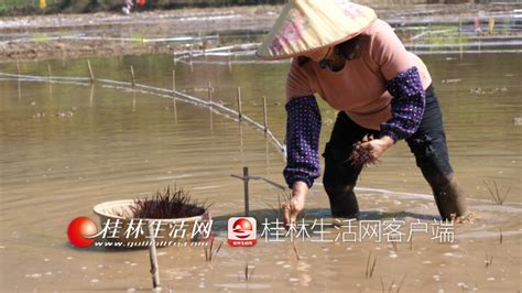 桂林向您汇报阳朔篇抓春耕促生产 遇龙河畔插秧忙 桂林生活网新闻中心