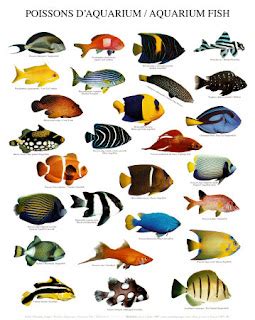 Aquarium fishes: Types of aquarium fishes