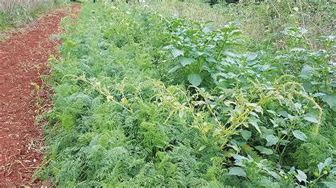 Weed Infestation In Carrot Cultivation Revista Cultivar