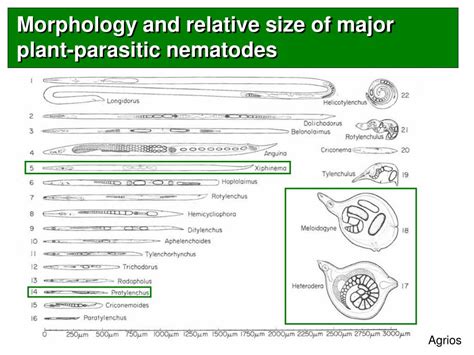 Ppt Nematology 101 Biology And Ecology Powerpoint Presentation Free