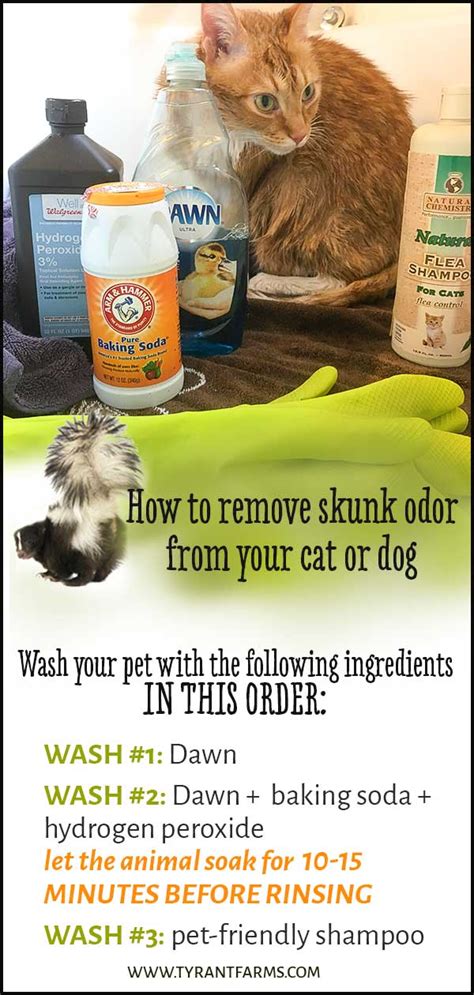 Skunk Removal Recipe For Dogs | Dandk Organizer