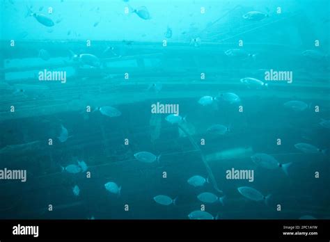 Shoal De La Rame De Mer à Selles Autour Dune épave De Bateau En Bois