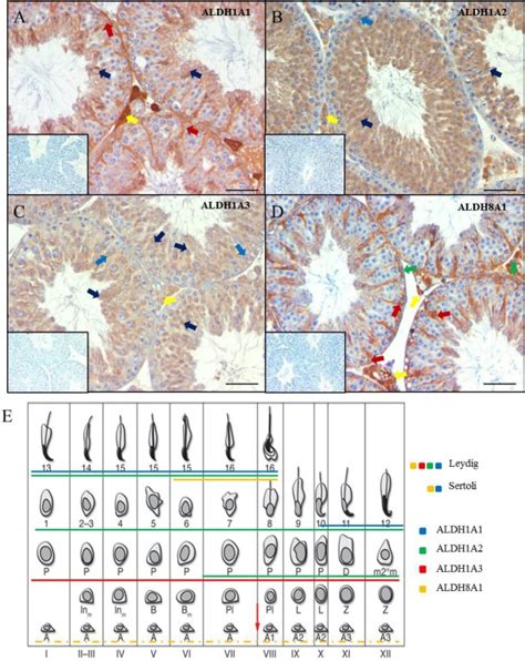 ALDH Enzyme Expression Is Independent Of The Spermatogenic Cycle And