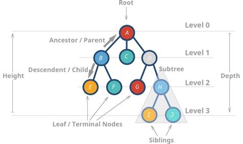 Tree Data Structures For Beginners Adrian Mejia JavaScript