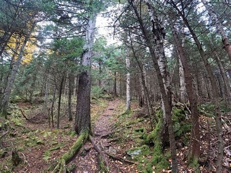 a trail in the woods with lots of trees and moss growing on it's sides