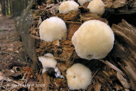 Postia Ptychogaster Polypore Anamorphe Ren E Lebeuf Flickr