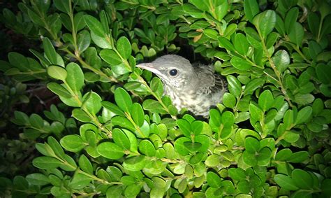 Baby Bird In Bush Bird Color Inspiration Nature