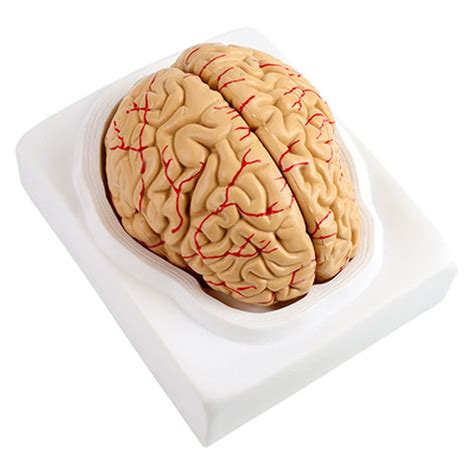 Buy 9 Part Life Size Human Brain Anatomical Model With Display Base