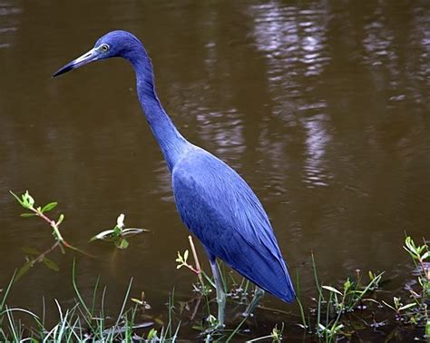 Blue Egret-Beautiful! | Pet birds, Beautiful birds, Animal pictures