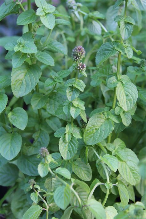 Mentha Arvensis Var Piperascens Pan Global Plants