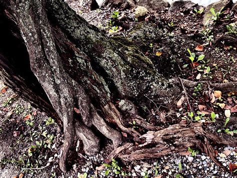 Cherry Tree Roots Tree Roots Tree Cherry Tree