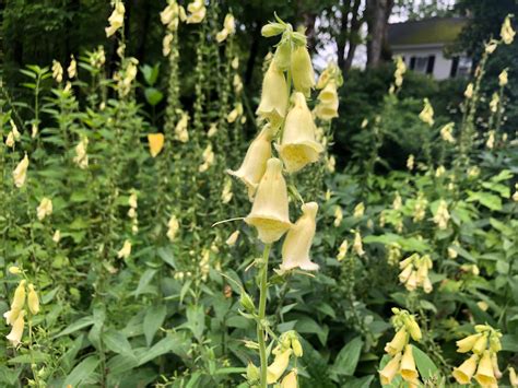 meaning of the foxglove flower colors 5