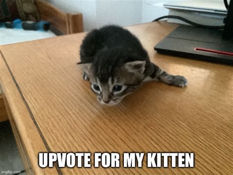 Kitten Imgflip