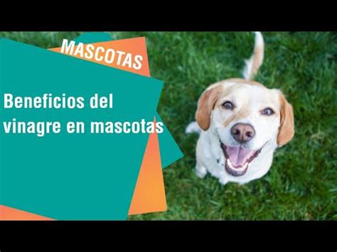 Como Parar El Sangrado De Una Herida En Un Perro Vivebio La Web De