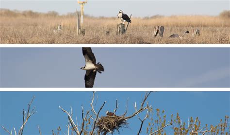 Endangered Species Monitoring Piping Plovers Nelson Pope Voorhis