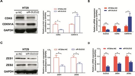 Knockdown Of Dleu Expression Suppresses The Expression Of