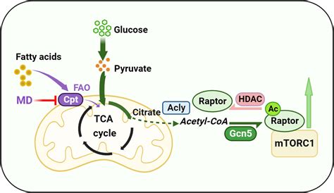 Inhibition of mitochondrial fatty acid β oxidation activates mTORC1