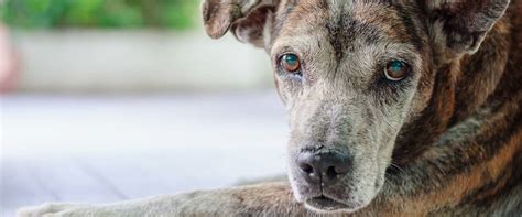 Cough, Gasp, Blurp – Causes of Vomiting in Dogs and Cats | Morris ...