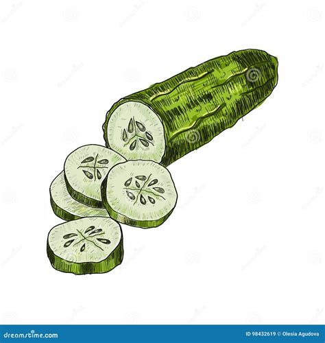 Cucumber Hand Drawn Vector Cucumber Vegetable Engraved Style