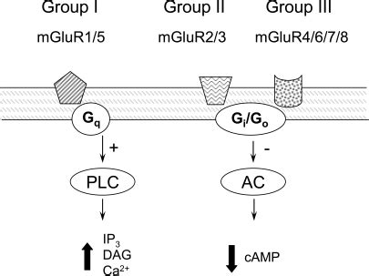 Intracellular Signalling Pathways Associated To The Dif Open I