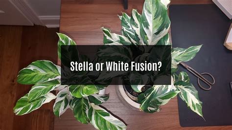 Calathea Stella And White Fusion What S The Difference Youtube