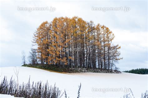 雪の丘の黄葉のカラマツ林 美瑛町の写真素材 234763632 イメージマート