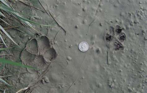 Coyote Tracks | Wildlife Illinois