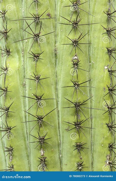 Cactus Texture Natural Background Stock Image Image Of Background