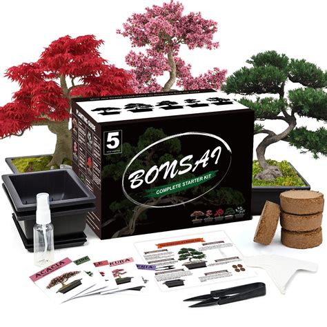 Bonsai Tree Seeds Kit Complete Growing Tools Grow In Pot Indoor Bonsai