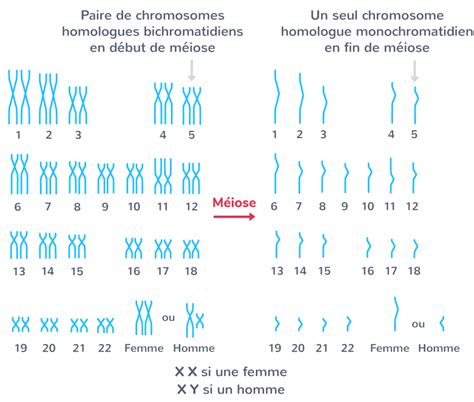 Comment Réaliser Un Caryotype