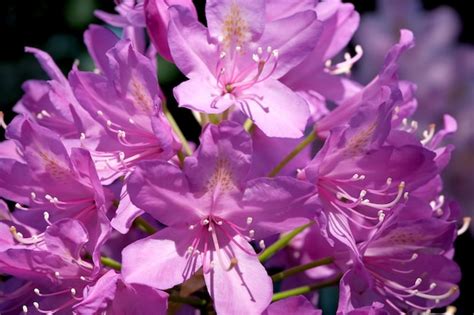 Arbusto Floreciente Del Rododendro Foto Premium