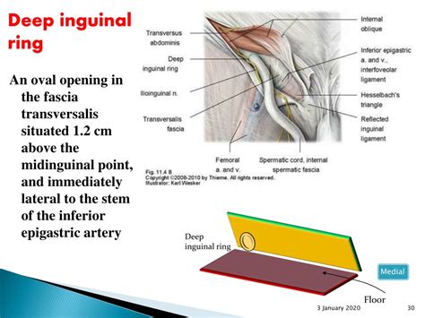 Inguinal Ring Anatomy