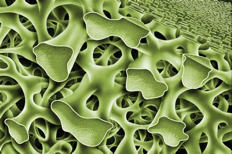 The Effect Of Surface Composition On Bone Formation Biogennix