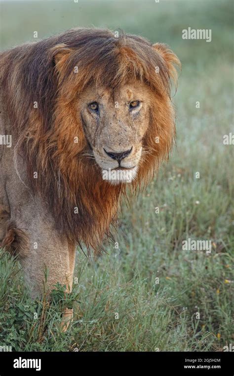 Adult Black Maned Lion Serengeti National Park Tanzania Leo Stock