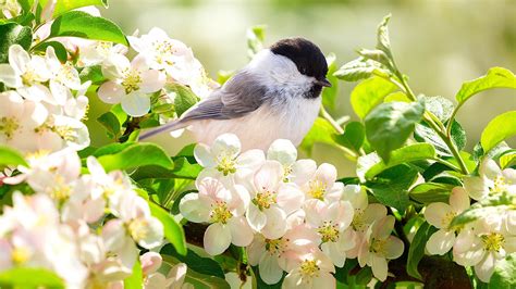 Grow These Beautiful Plants In Your Yard And Watch The Songbird Magic ...