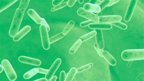 As Bacterias Sao Microrganismos Formados Por Uma Unica Celula - Bacterias en el agua potable de un hospital de nueva construcción ...