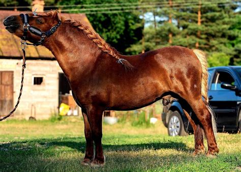 Szko A Jazdy Konnej Hoofland Wypoczynek W Mazowieckiej Przystani