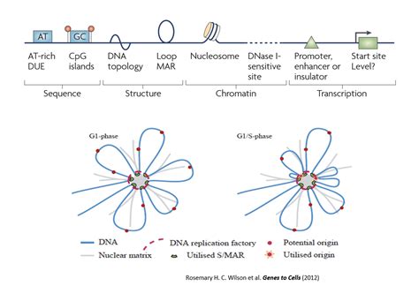 Genome Biol 孙育杰课题组利用超分辨成像技术揭示dna复制起始位点选择新机制 Biopic网站中文版